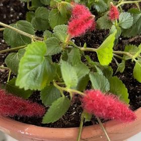 Photo of the plant species Chenille Plant by @BeefyKohleria named Messi on Greg, the plant care app