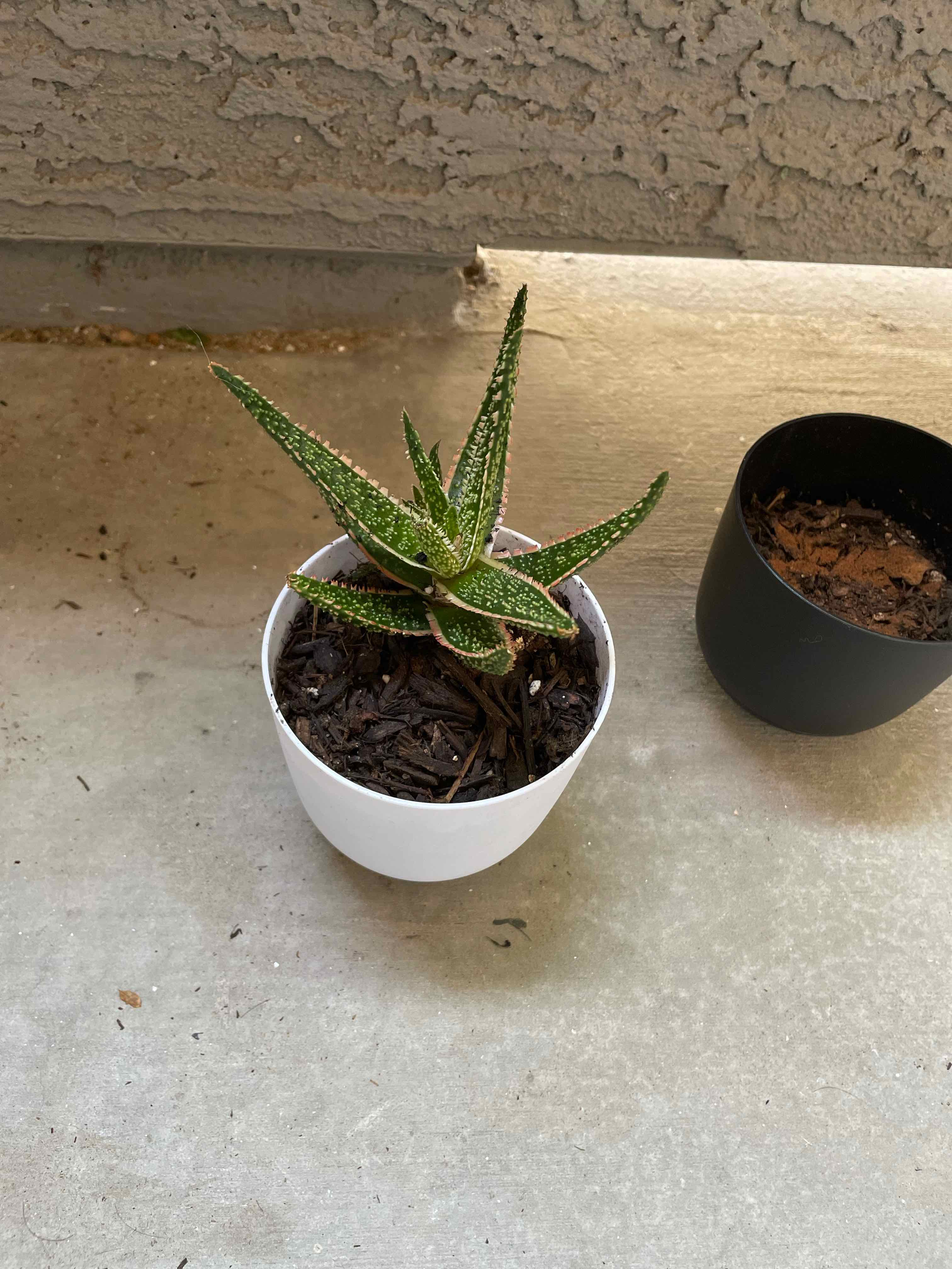 Aloe 'Purple Haze' plant in a white pot with visible soil, well-framed and in focus.