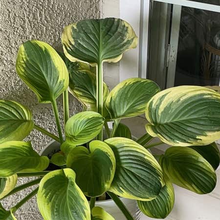 Photo of the plant species Dream Queen Hosta by @HoneyedRedsky named Drake on Greg, the plant care app