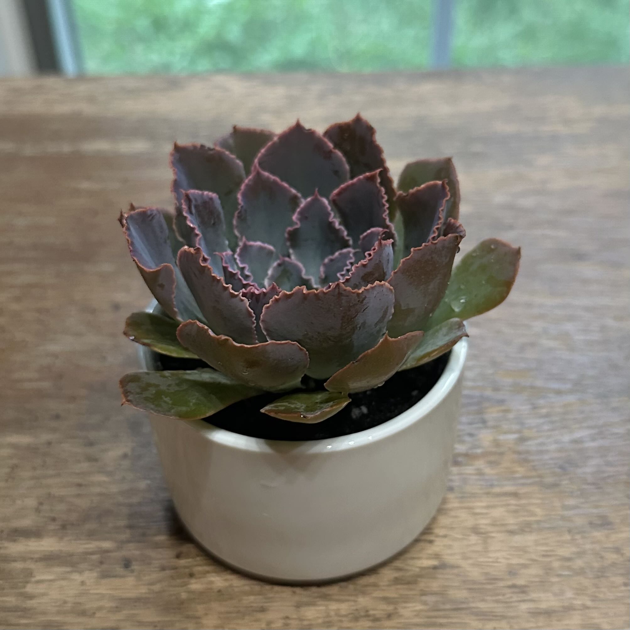 Photo of the plant species Echeveria 'Blue Curls' by @juliahannum named Cras. - Echeveria ‘Blue Curls’ - Aria on Greg, the plant care app