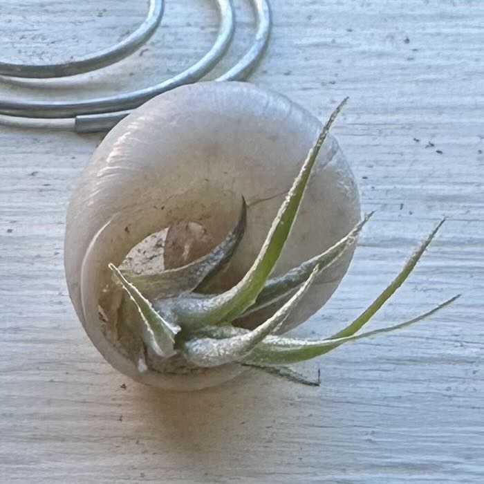 Photo of the plant species Ehlers' Air Plant by @juliahannum named A.P. - Ehlersiana (baby) on Greg, the plant care app