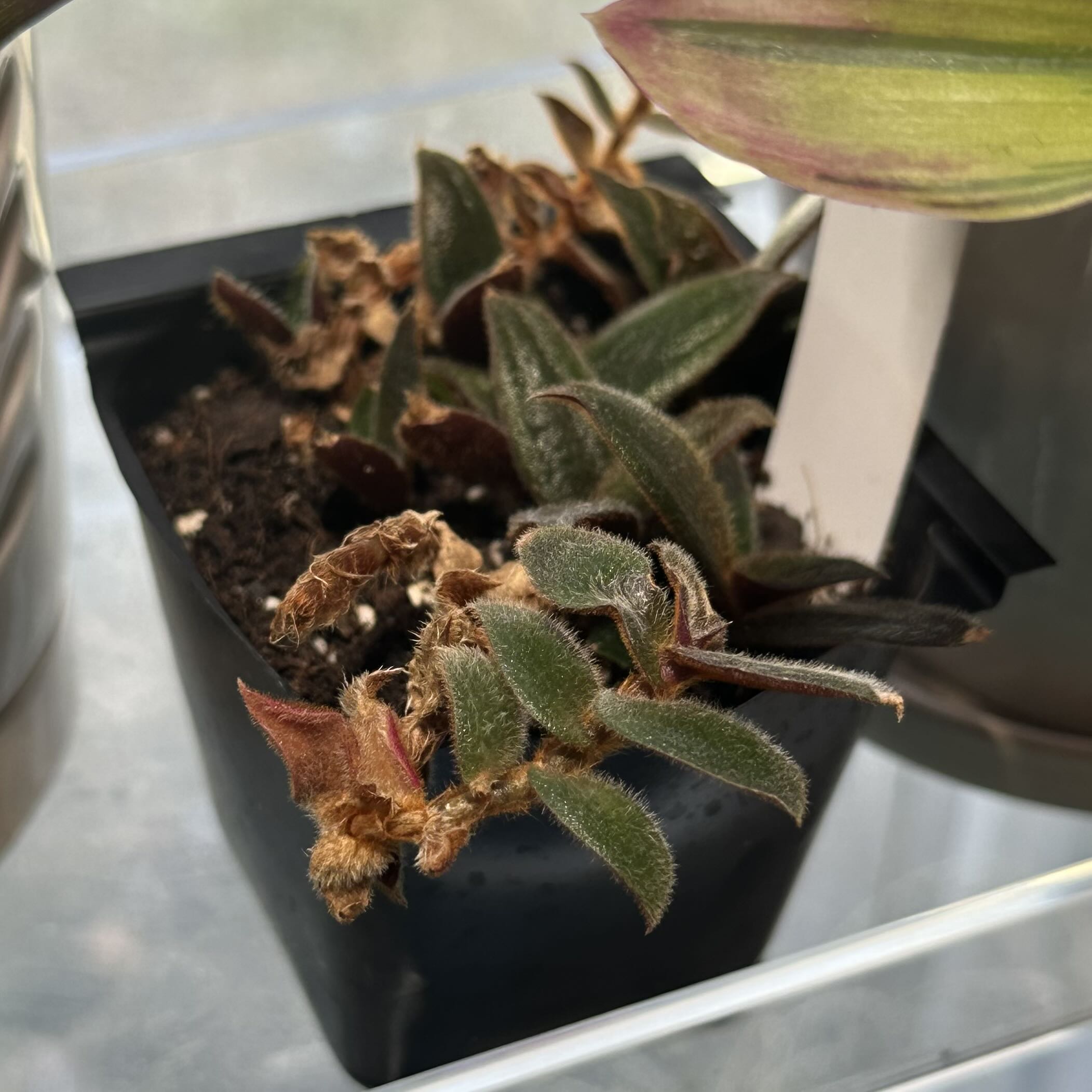 Photo of the plant species Teddy Bear Vine by @juliahannum named Comm. - Cyanotis beddomei on Greg, the plant care app