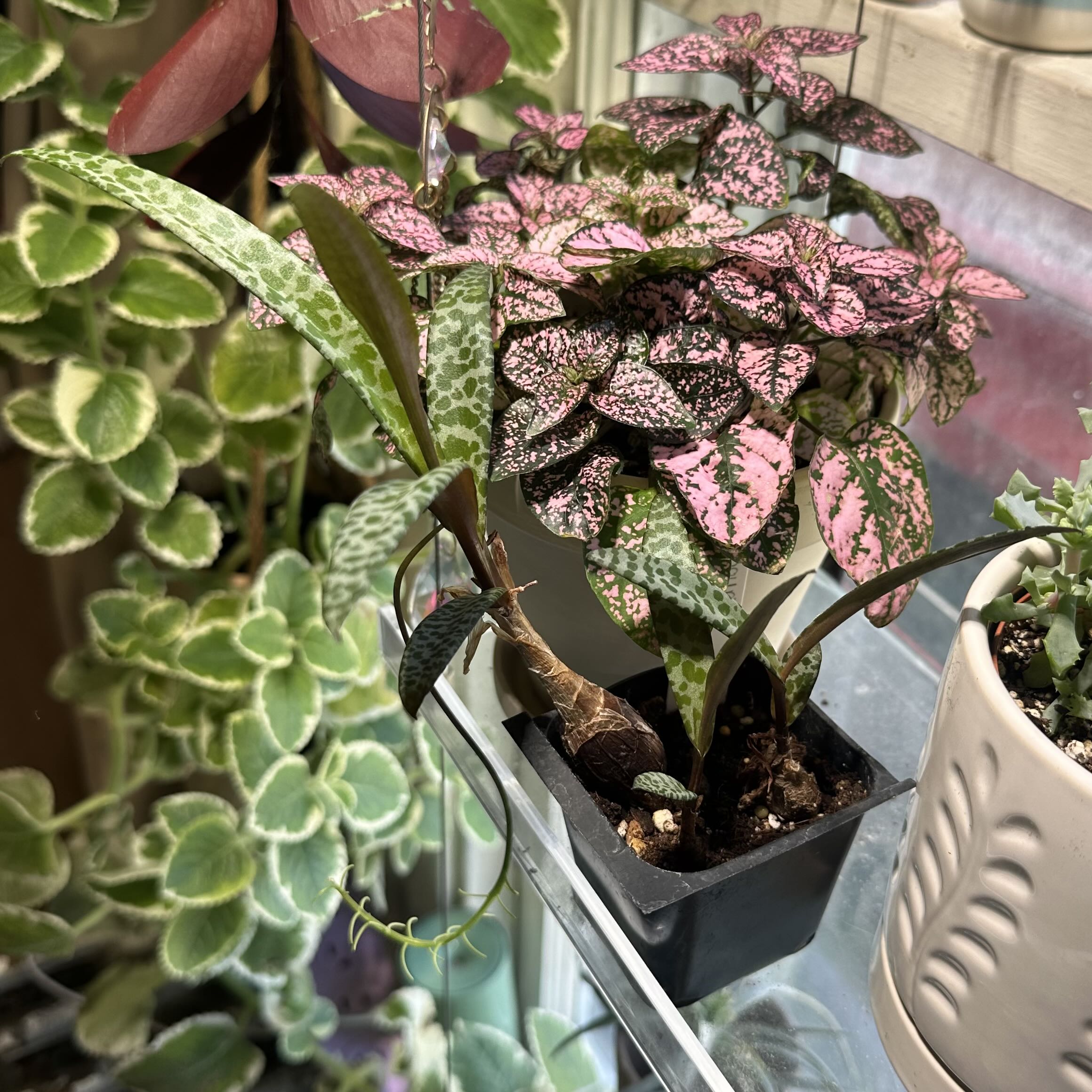 Photo of the plant species Leopard Lily by @juliahannum named Aspa. - Ledebouria socialis on Greg, the plant care app