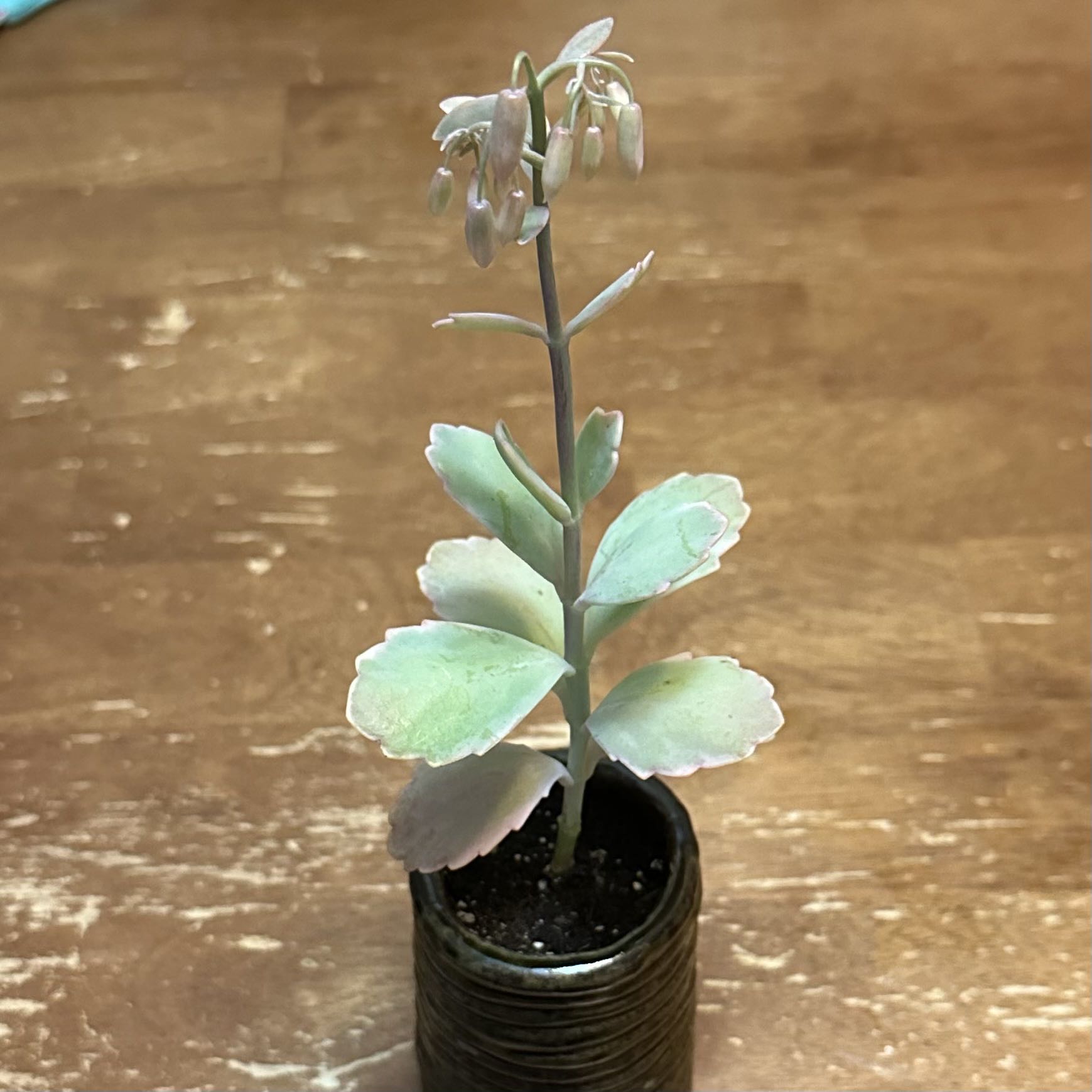 Lavender Scallops plant in a small pot, slightly discolored leaves, flowering.