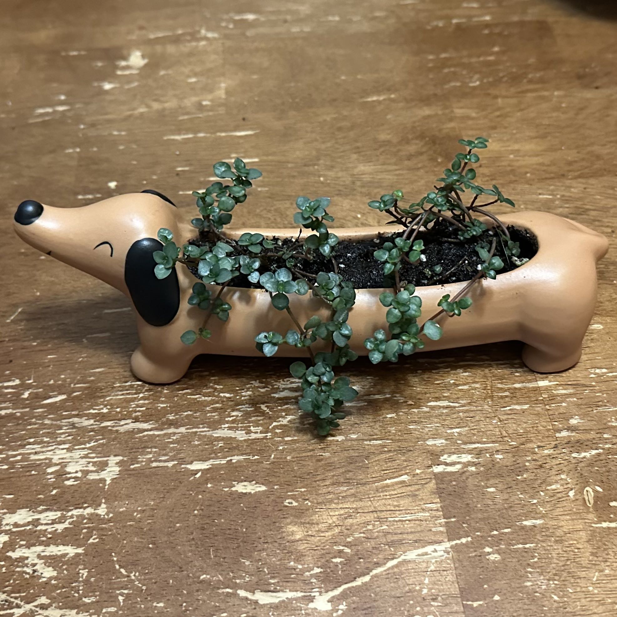 Pilea 'Silver Sparkle' plant in a dog-shaped planter, healthy with visible soil.