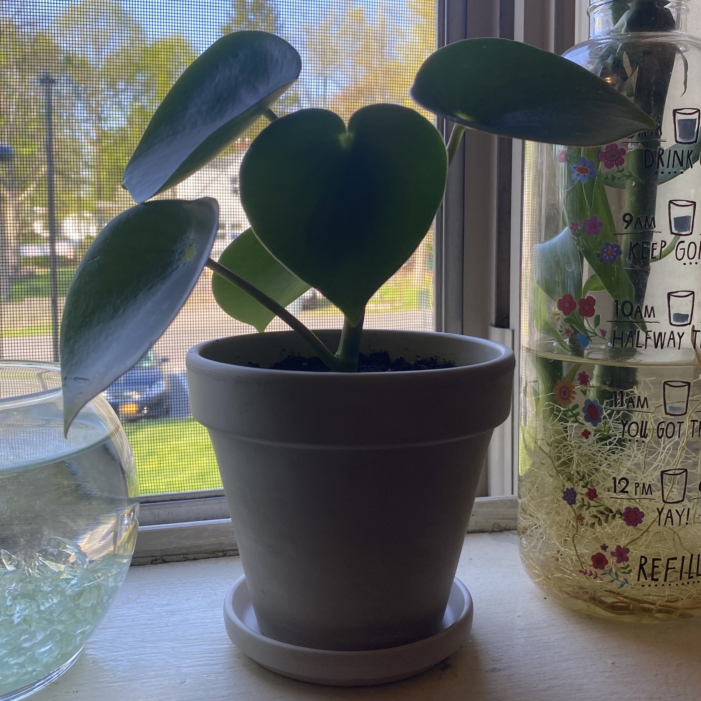 Raindrop Peperomia plant in a white pot on a windowsill, with healthy green leaves.