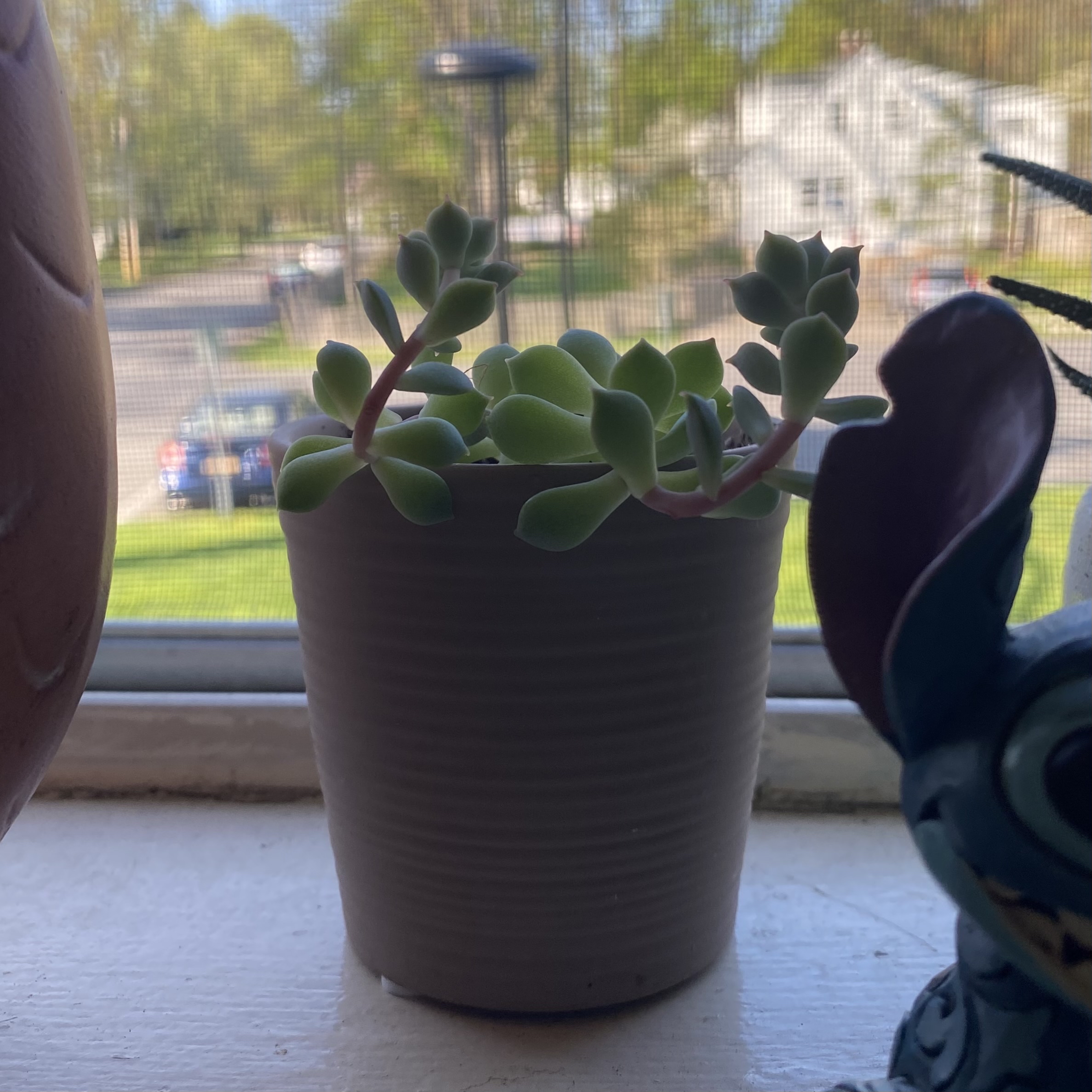 Potted Echeveria Runyonii succulent on a windowsill with a view outside.