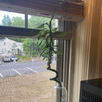 Lucky Bamboo plant in New Paltz, New York