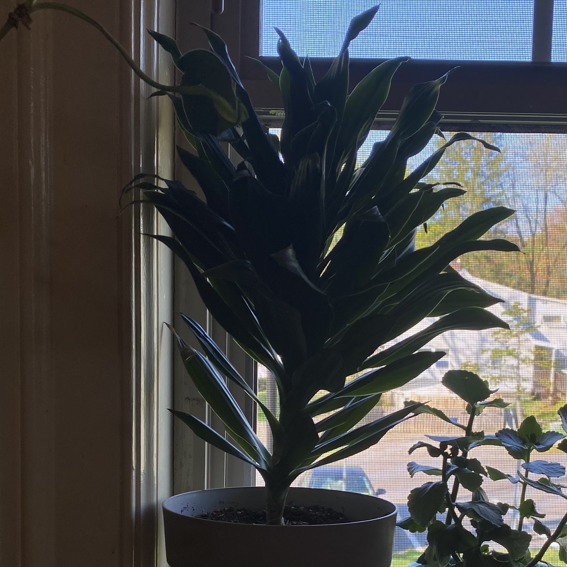 Dracaena 'Janet Craig Compacta' plant near a window, healthy with visible soil.