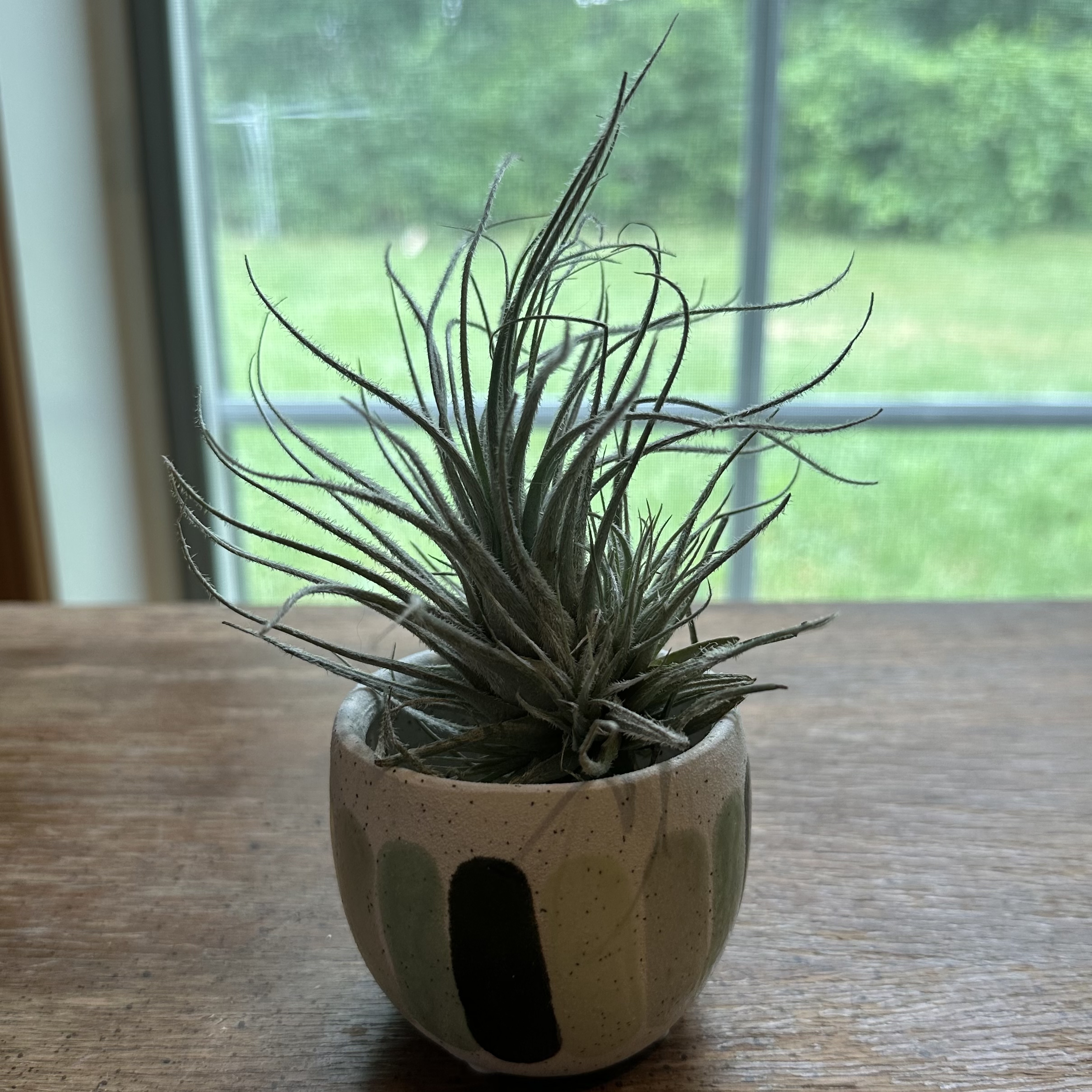 Photo of the plant species Fuzzy Snowball by @juliahannum named A.P. - Tectorum on Greg, the plant care app