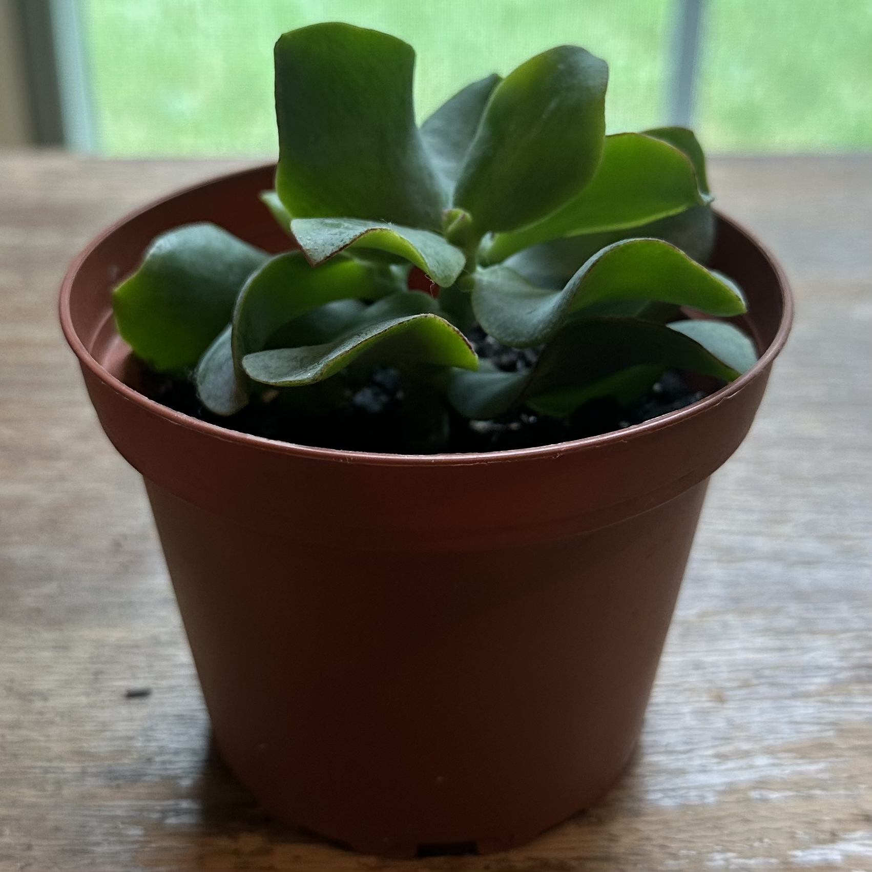 Photo of the plant species curly jade by @juliahannum named Cras. - Crassula aborescens ssp. undulatifolia on Greg, the plant care app