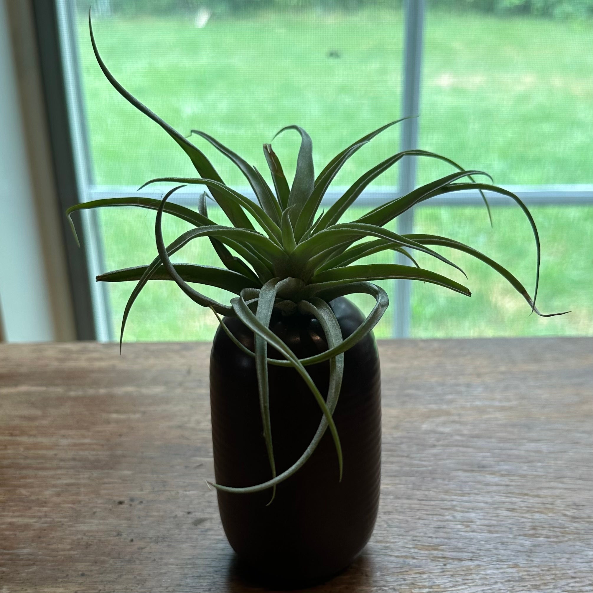 Photo of the plant species Assorted Tillandsia by @juliahannum named A.P. - Tillandsia sp. on Greg, the plant care app