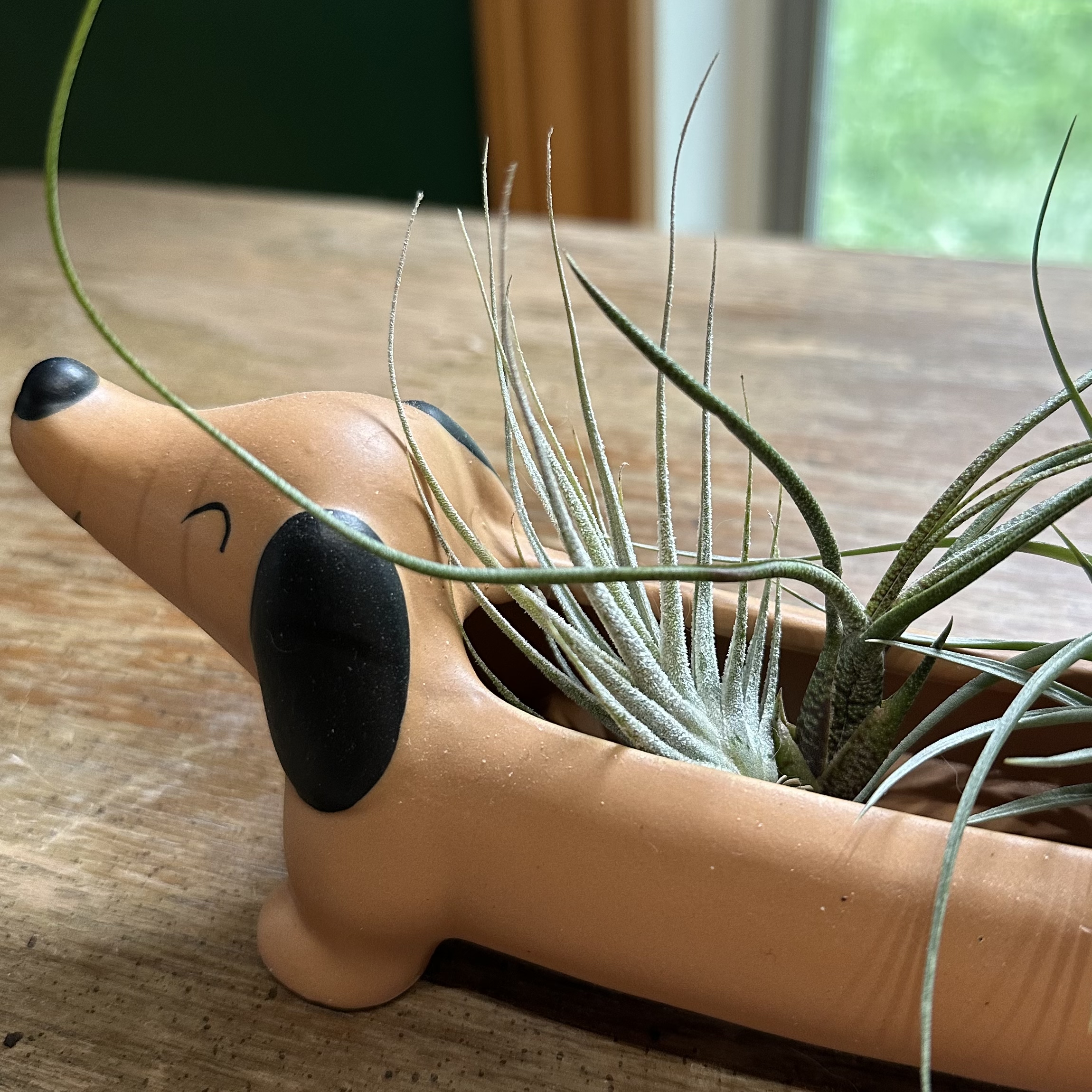 Photo of the plant species Ehlers' Air Plant by @juliahannum named A.P. - Ehlersiana on Greg, the plant care app