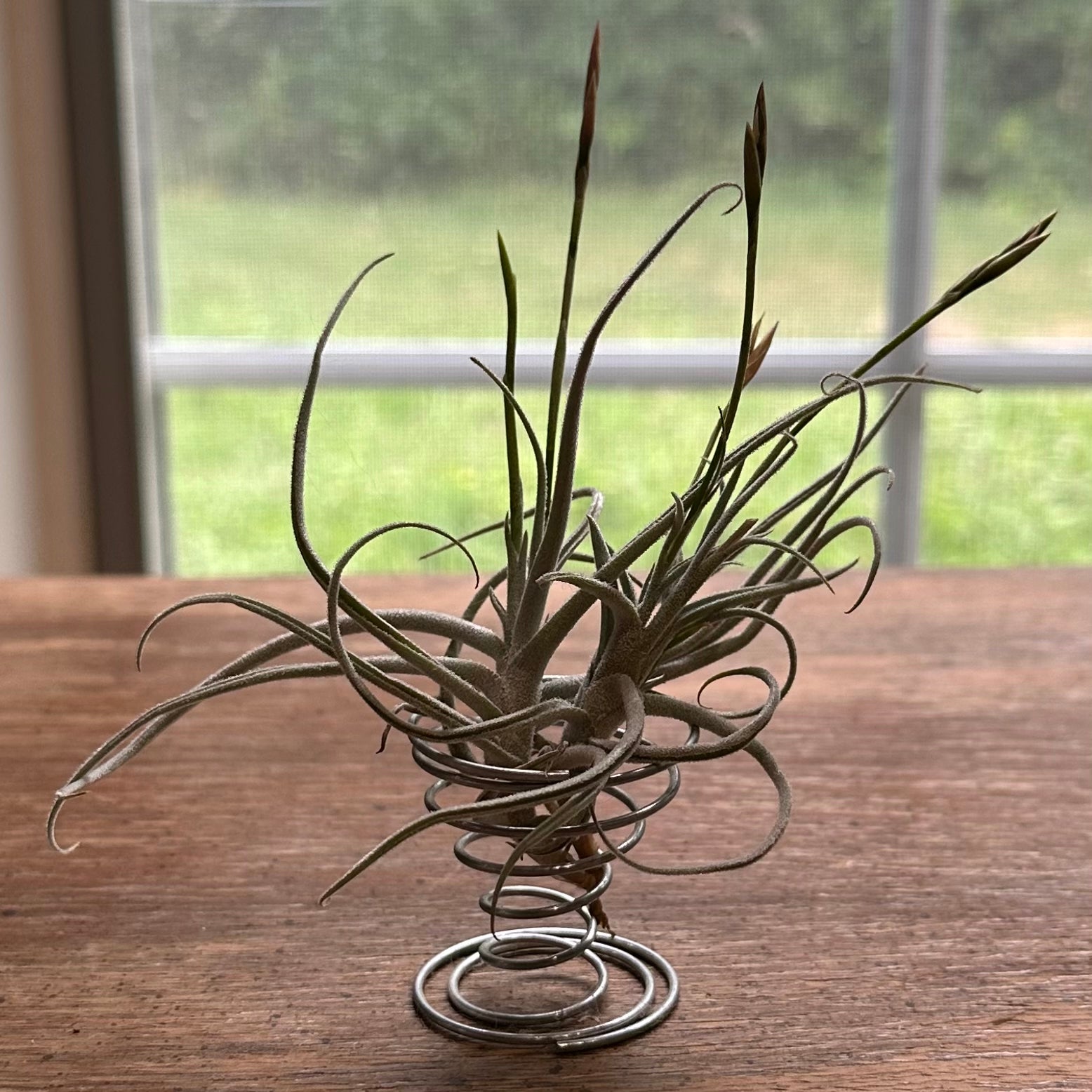 Photo of the plant species Assorted Tillandsia by @juliahannum named A.P. - Bird Rock Swirl {straminea x caerulea} on Greg, the plant care app