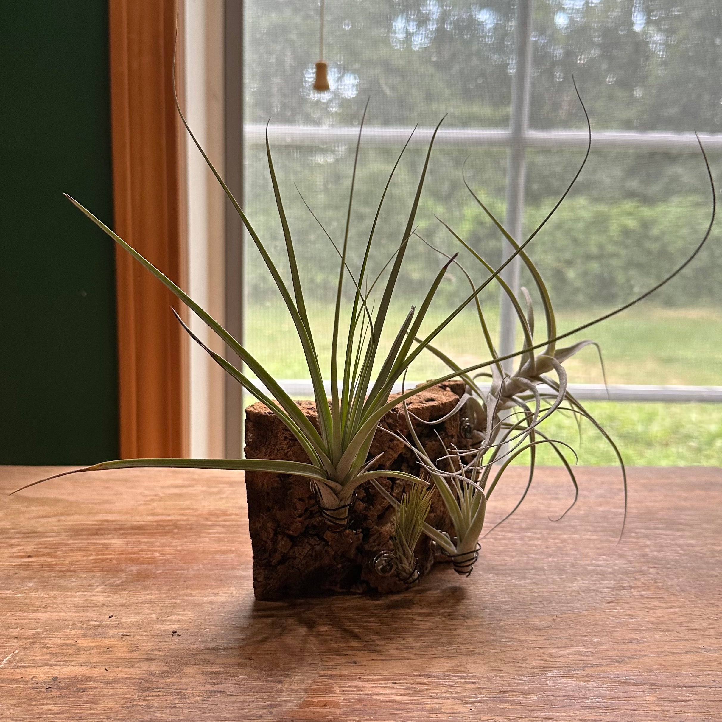 Photo of the plant species Assorted Tillandsia by @juliahannum named A.P. - Fasciculata x Schiendeana on Greg, the plant care app