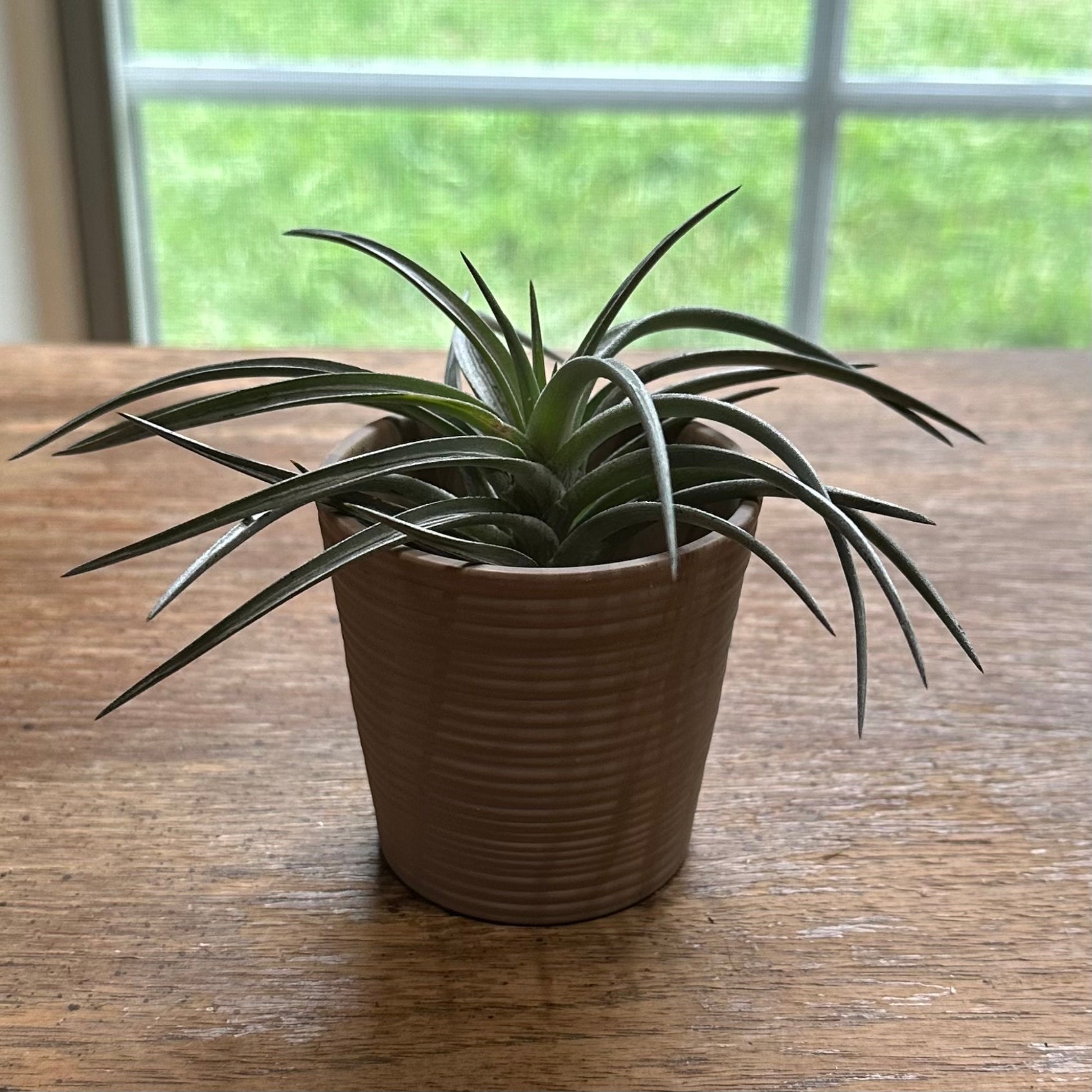 Photo of the plant species Assorted Tillandsia by @juliahannum named A.P. - Chameleon {neglecta x ixioides} on Greg, the plant care app