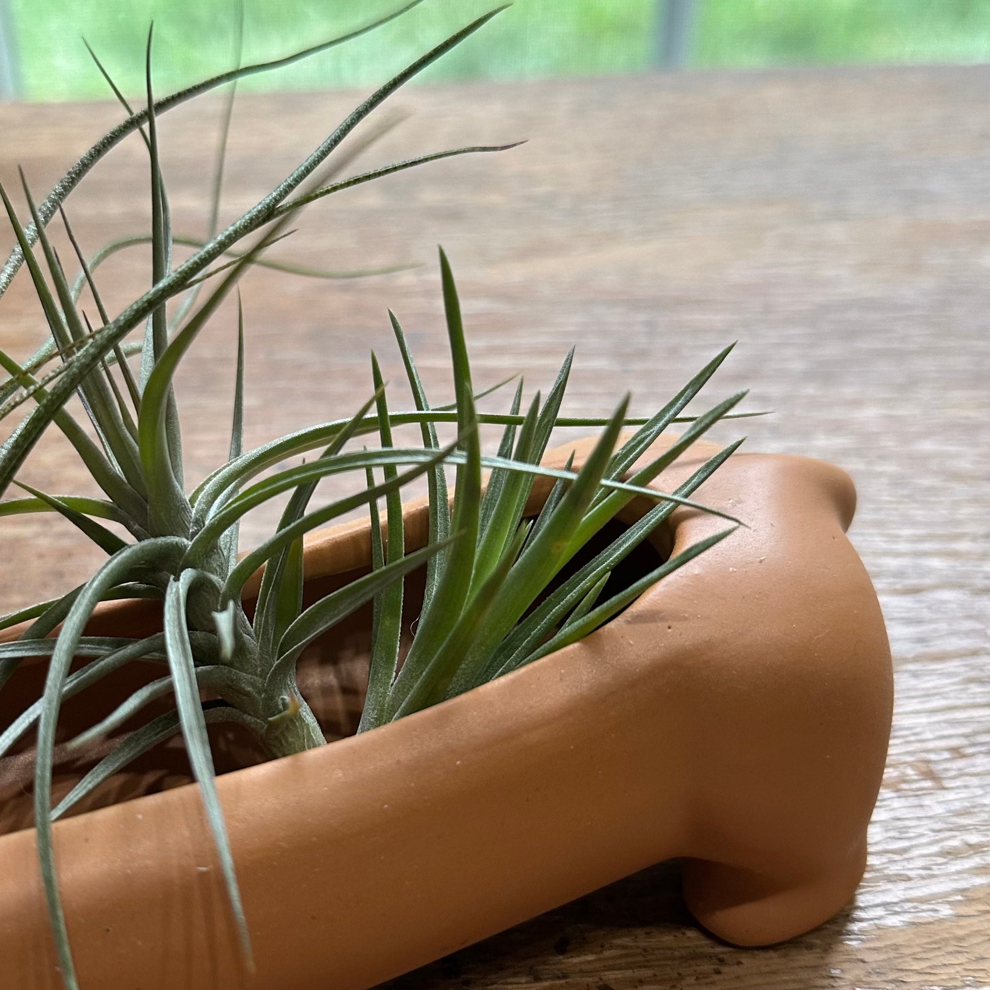 Photo of the plant species Assorted Tillandsia by @juliahannum named A.P. - Blue Bells {neglecta x Dennis} on Greg, the plant care app