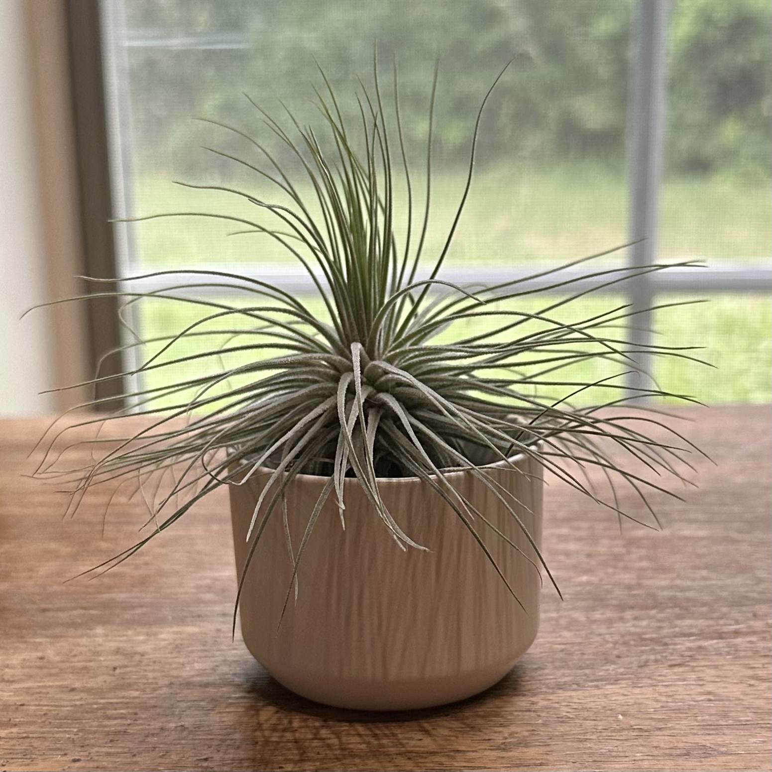 Photo of the plant species Tillandsia magnusiana Air Plant by @juliahannum named A.P. - Magnusiana on Greg, the plant care app