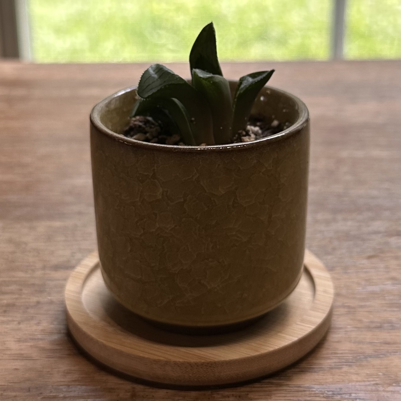 Photo of the plant species Haworthia mutica by @juliahannum named Asph. - Haworthia mutica on Greg, the plant care app