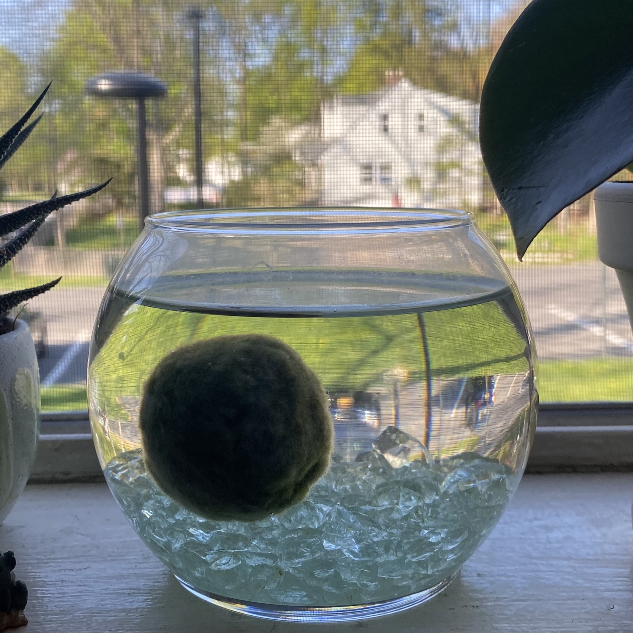 Marimo moss ball in a glass bowl with water and decorative stones, placed on a windowsill.