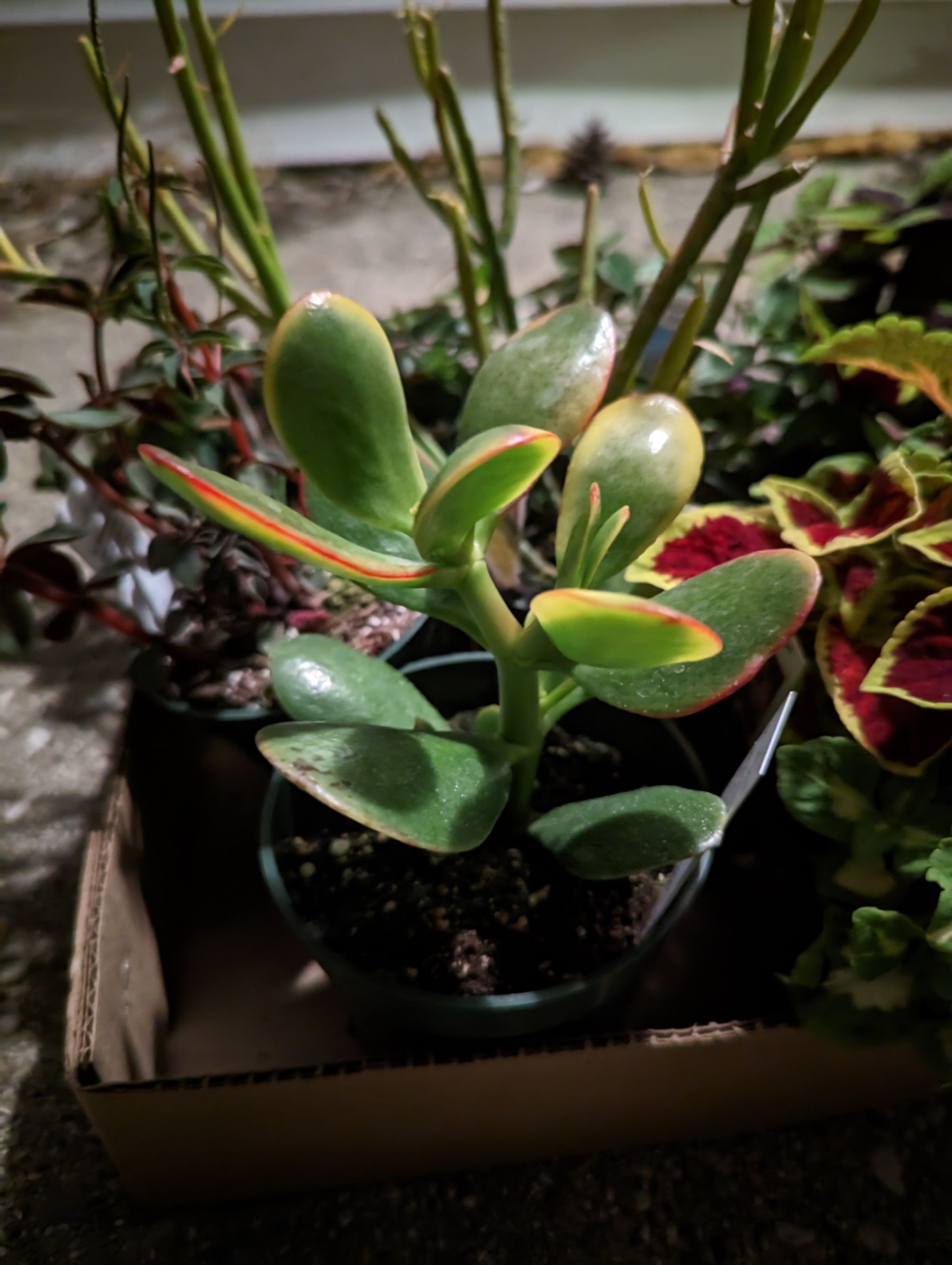Golden Jade plant in a small pot with visible soil and other plants in the background.