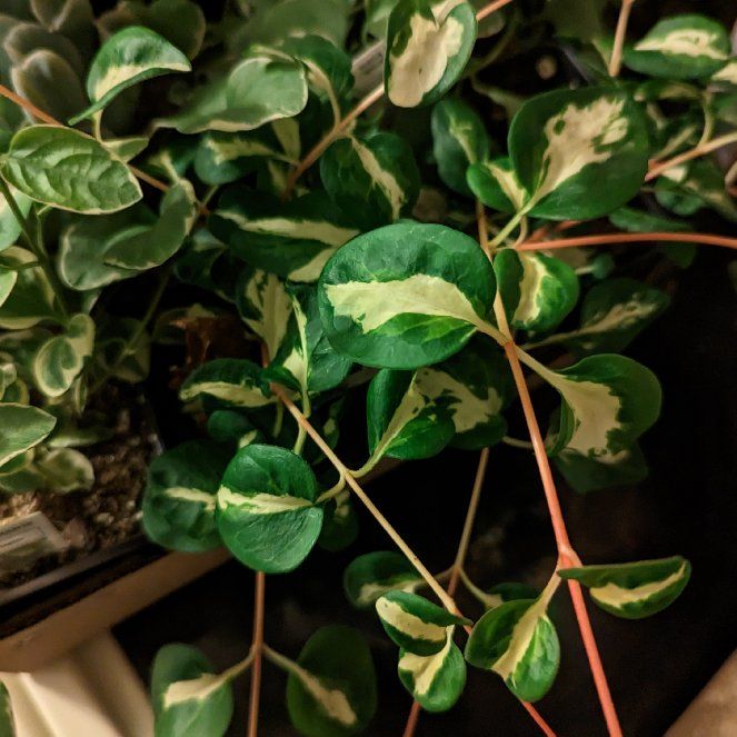 Photo of the plant species Wojo's Jem by @SecureZucchini named Rosa on Greg, the plant care app