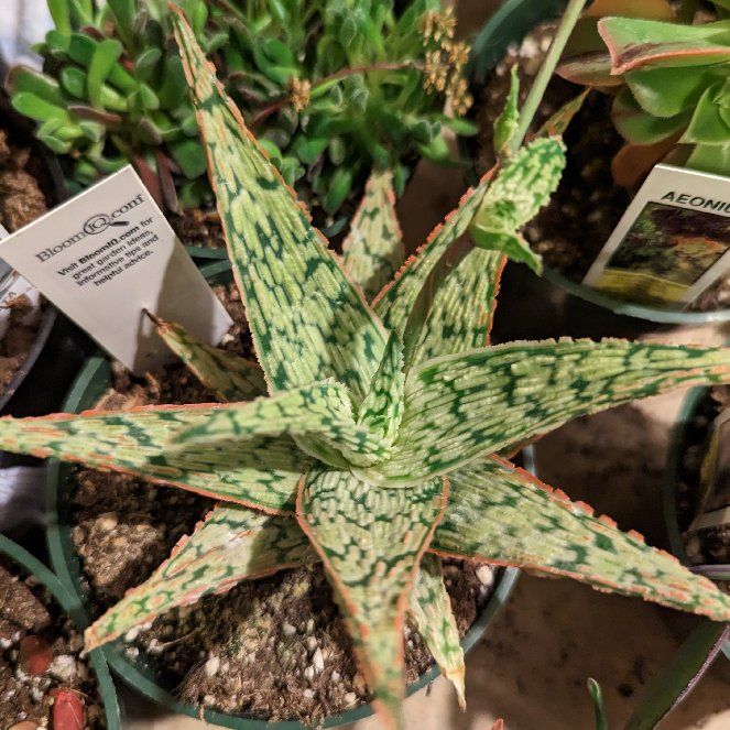 Photo of the plant species Aloe 'Bright Star' by @SecureZucchini named Demi on Greg, the plant care app