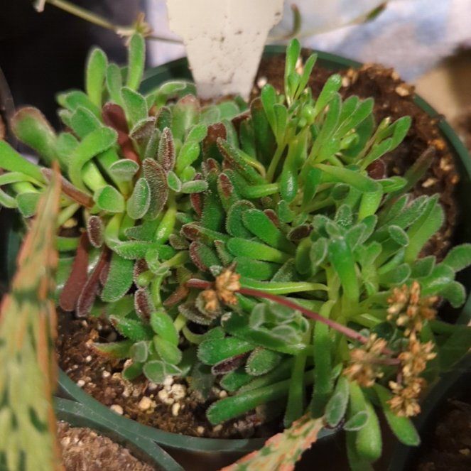 Photo of the plant species Jewel of Desert Rosequartz Ice Plant by @SecureZucchini named Oscar on Greg, the plant care app