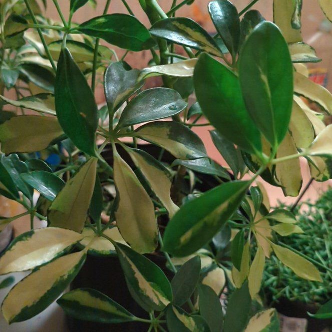 Photo of the plant species Umbrella Tree 'Charlotte' by @SecureZucchini named Fernie Mercury on Greg, the plant care app