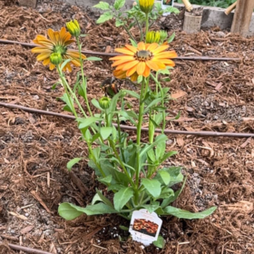 Photo of the plant species Osteospermum 'Margarita Bronze Bicolor' by @GrowingBlackash named Delilah on Greg, the plant care app