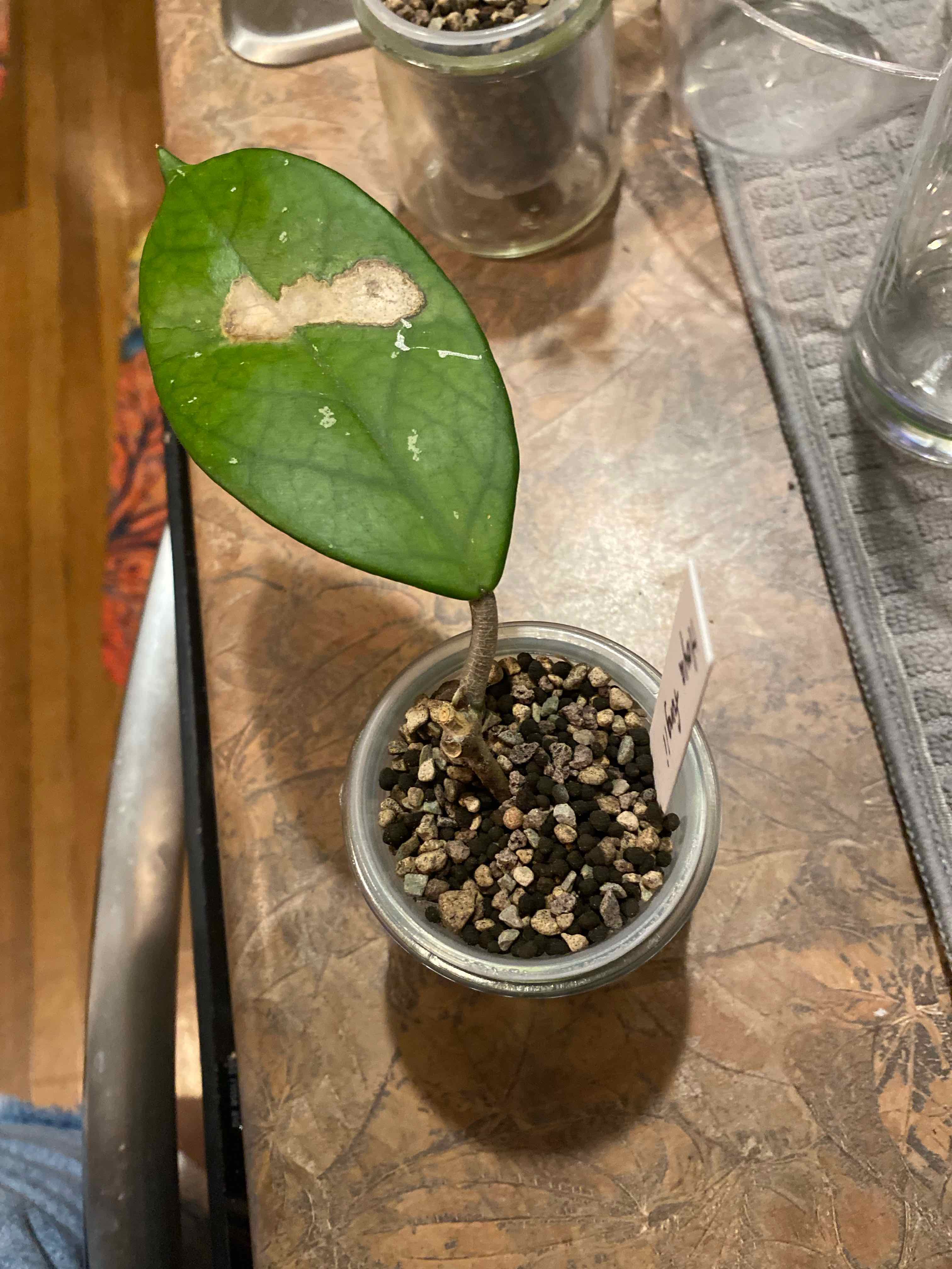 Porcelain Flower plant with a single leaf in a small pot, showing a white patch on the leaf.