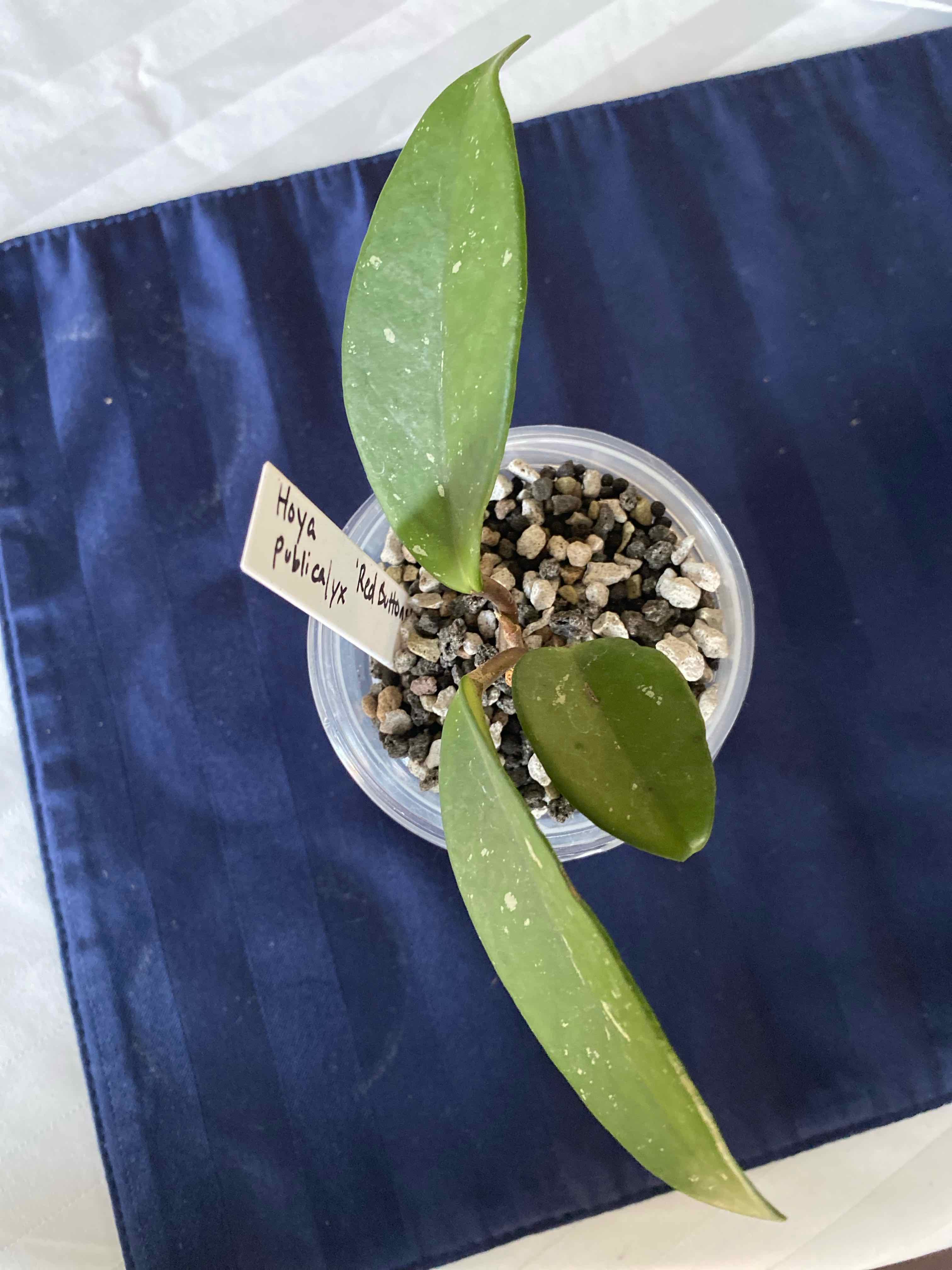 Photo of the plant species Hoya Red Buttons by @PlantznBirdz named Red Buttons on Greg, the plant care app