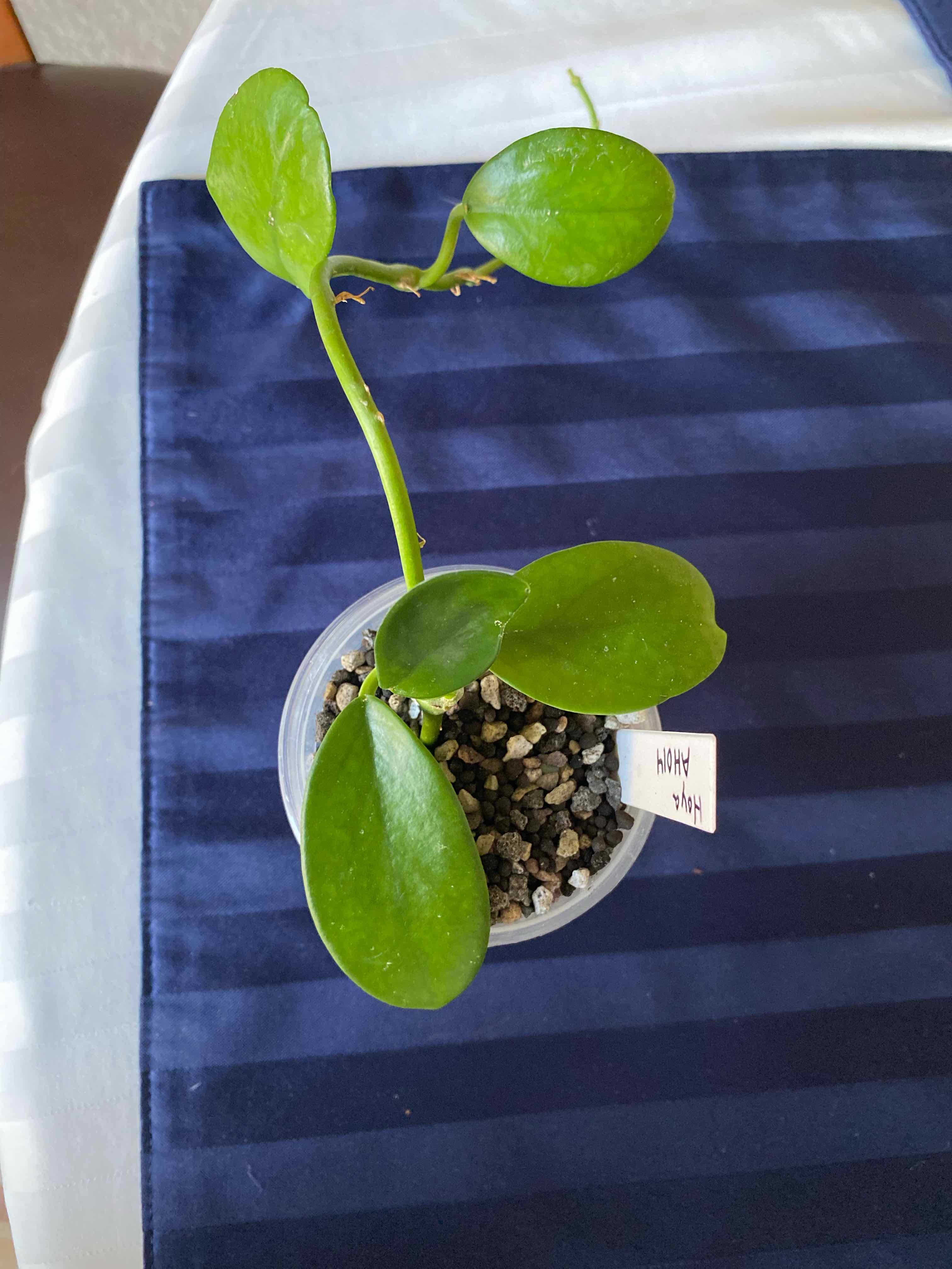 Photo of the plant species Hoya sp. 'AH-014' by @PlantznBirdz named AH014 on Greg, the plant care app