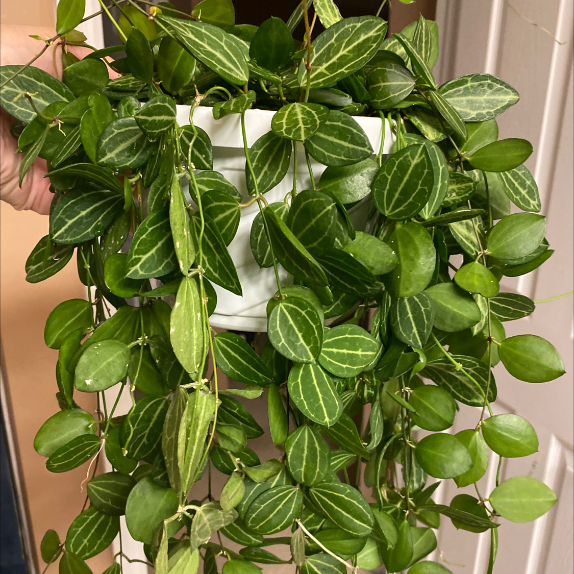 Flora
