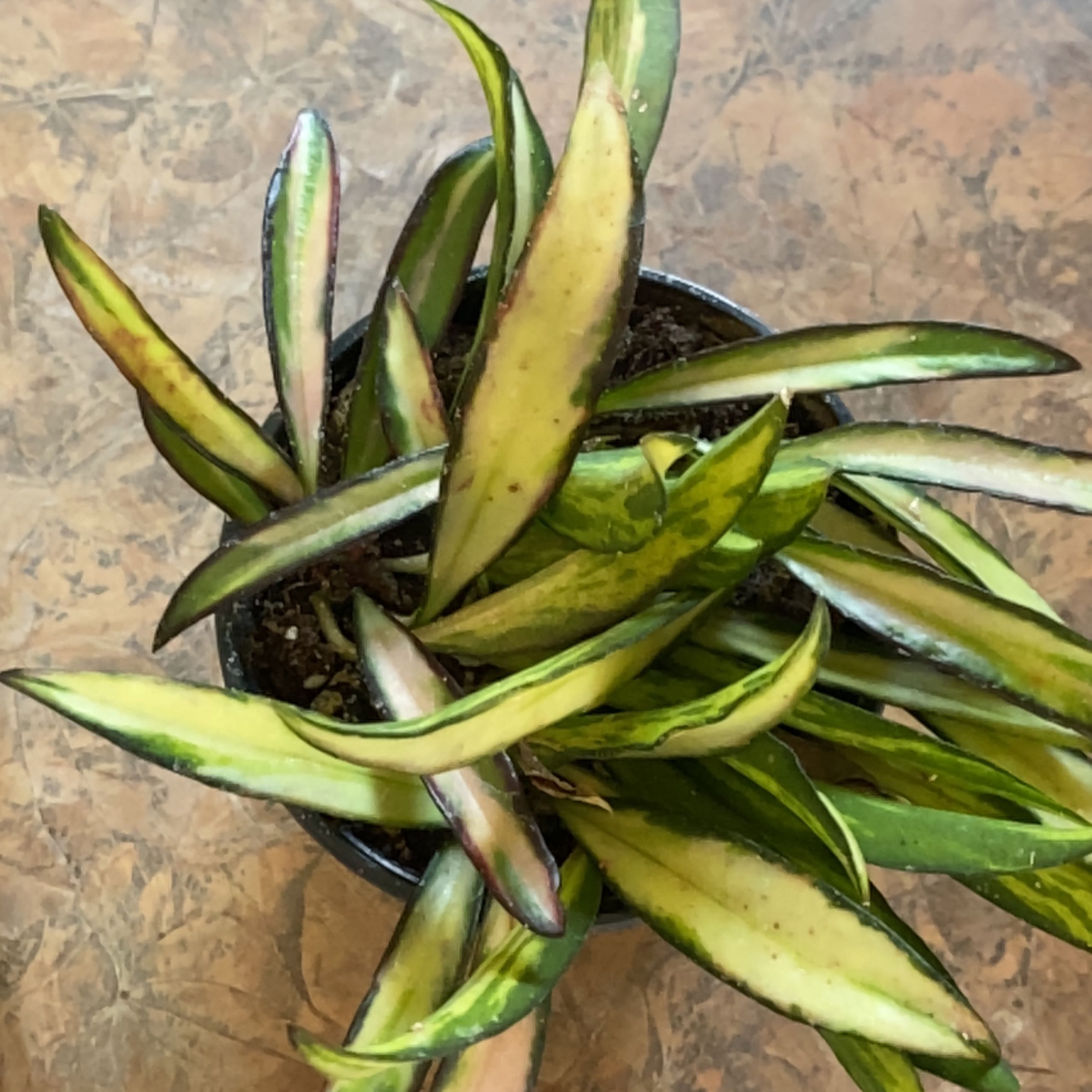 Wayetti variegated