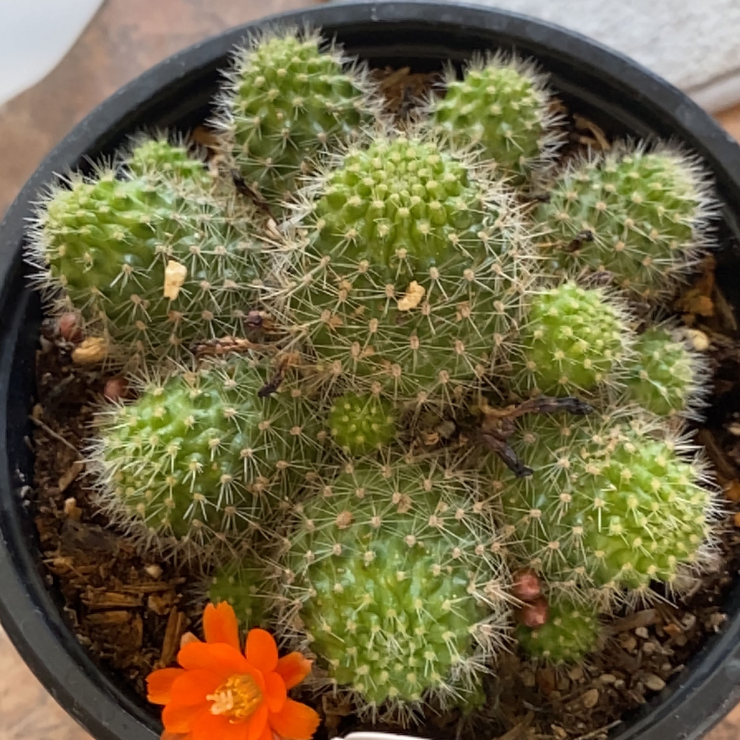 Orange Crown Cactus with green segments and an orange flower in a pot.