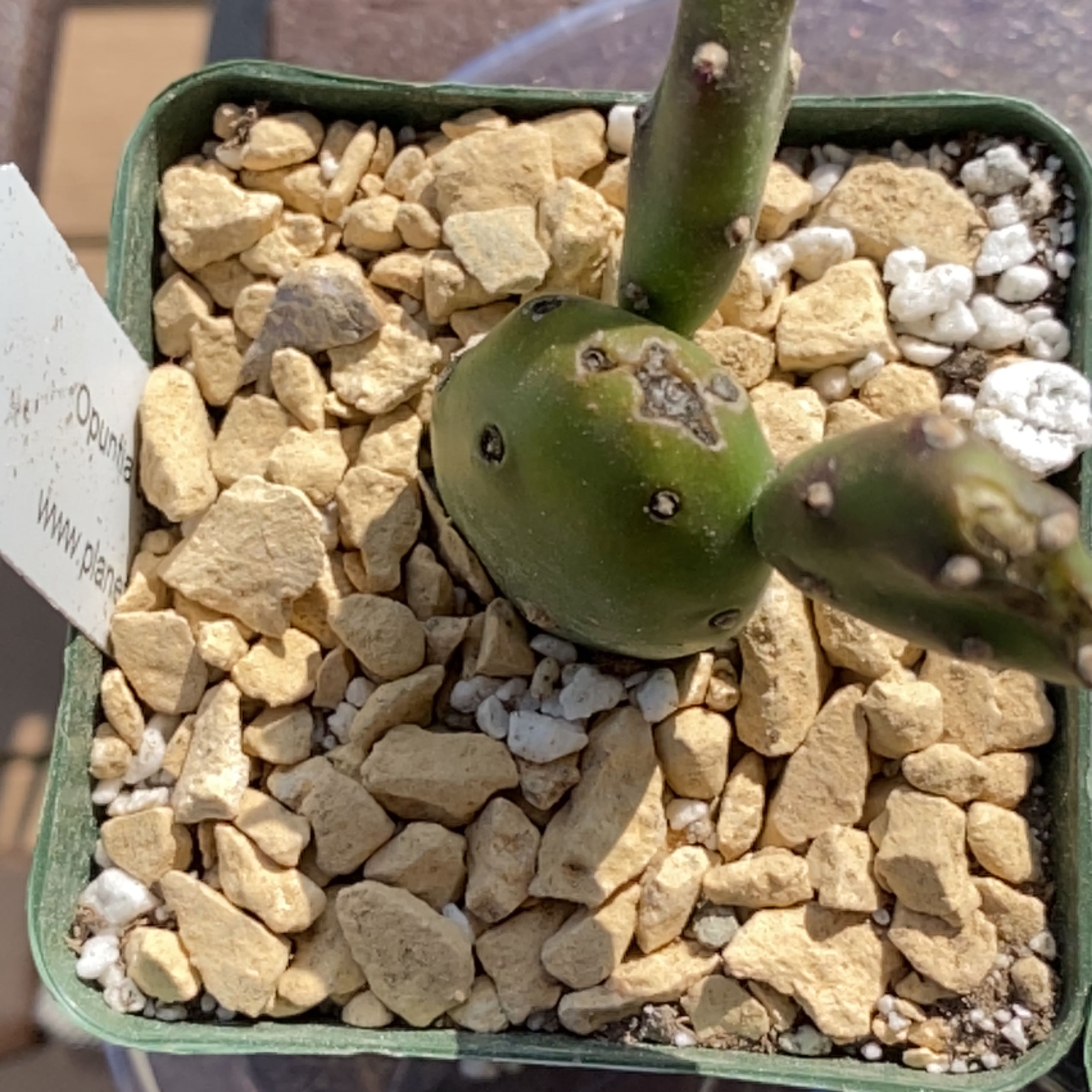 Photo of the plant species Angel wing's cactus by @PlantznBirdz named Angelina on Greg, the plant care app