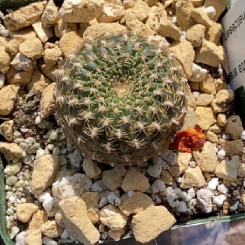 Photo of the plant species Rebutia arenacea by @PlantznBirdz named Winston on Greg, the plant care app