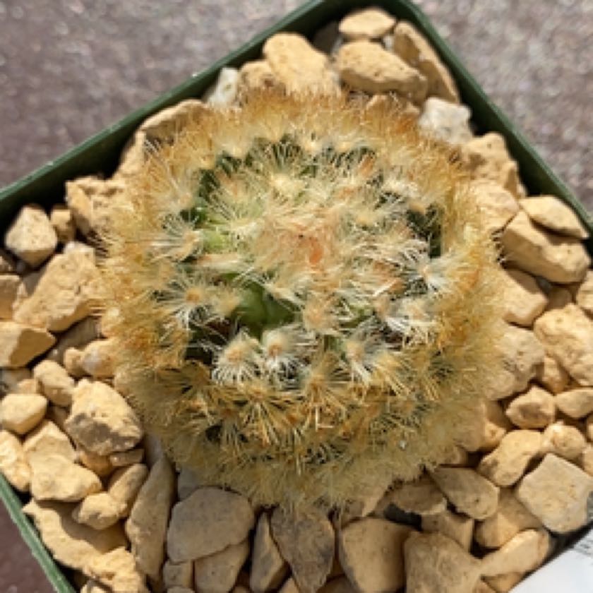 Photo of the plant species Isla Carmen Pincushion Cactus by @PlantznBirdz named Isa on Greg, the plant care app