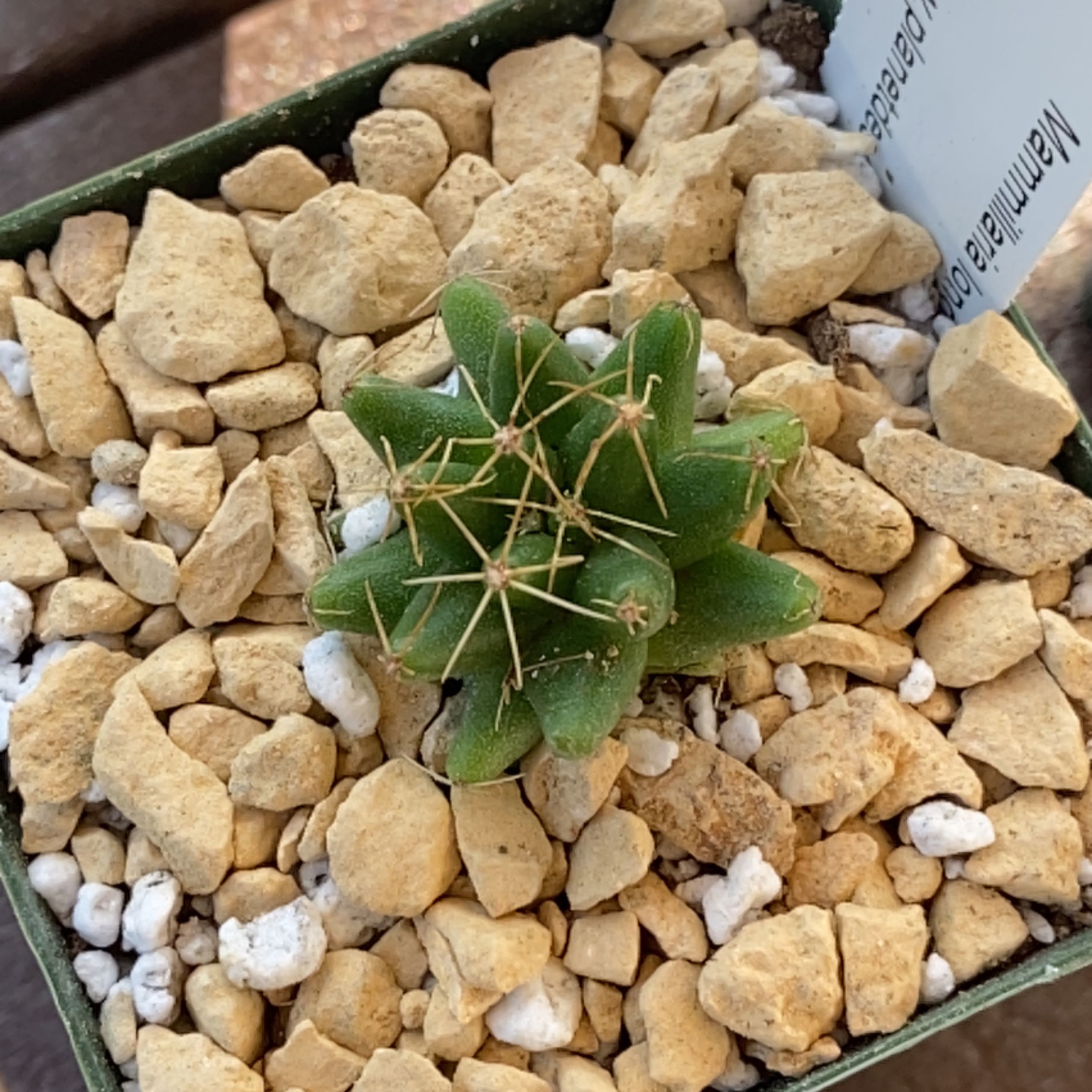 Photo of the plant species Finger Cactus by @PlantznBirdz named Harmony on Greg, the plant care app