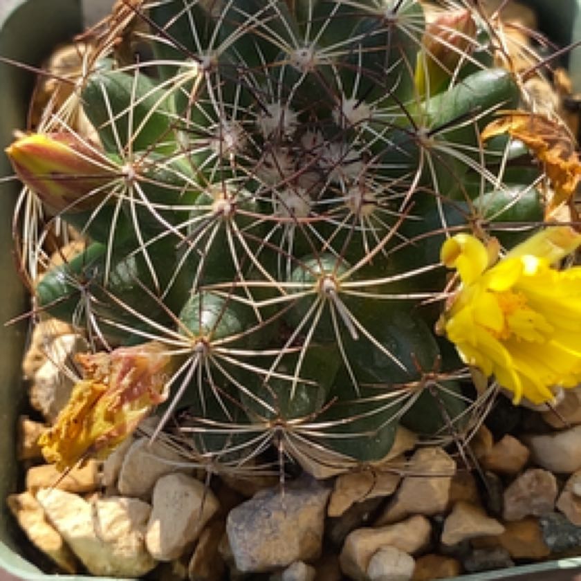 Photo of the plant species Mammillaria melaleuca by @PlantznBirdz named Gregarious on Greg, the plant care app