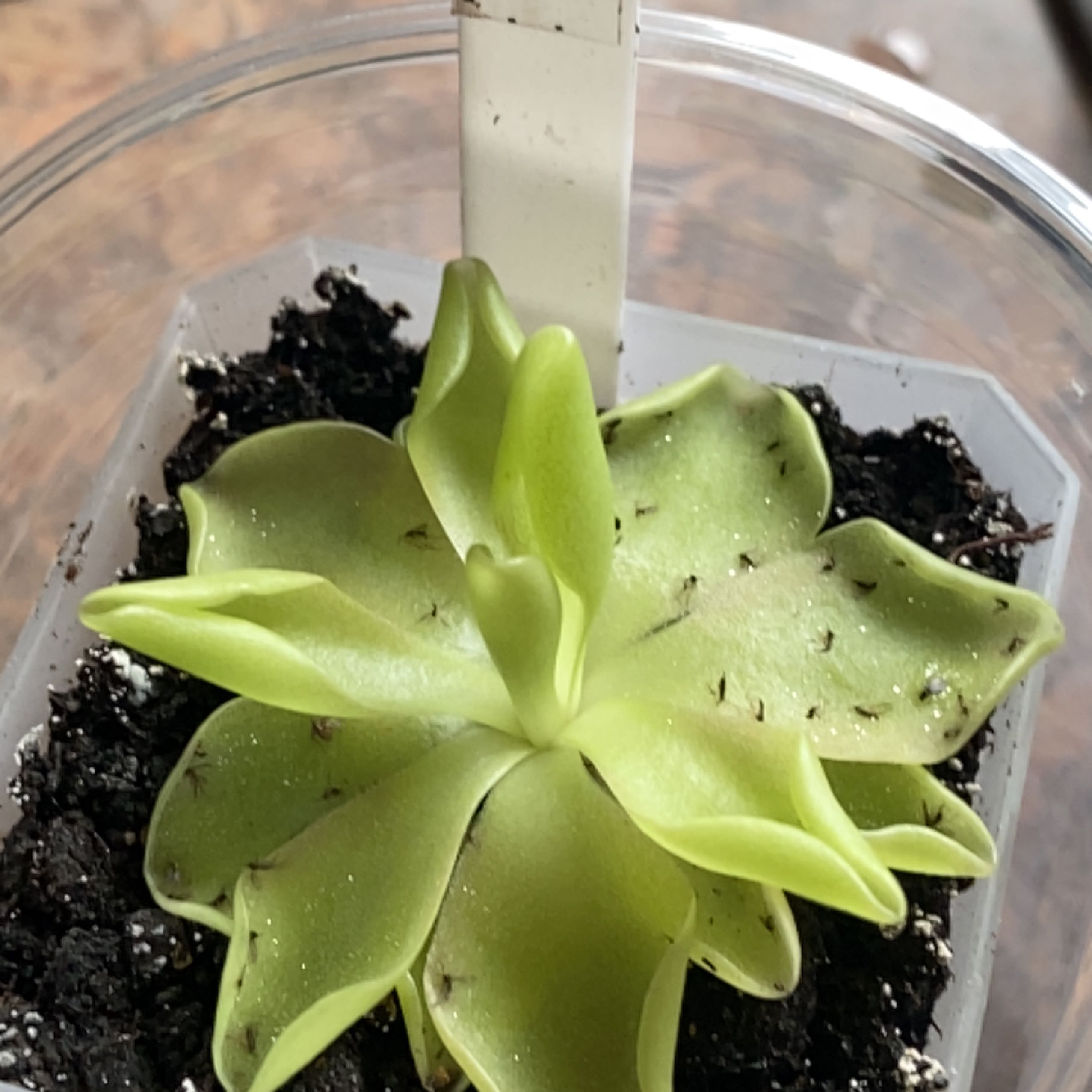 Photo of the plant species Marciano Butterwort by @PlantznBirdz named Marc on Greg, the plant care app