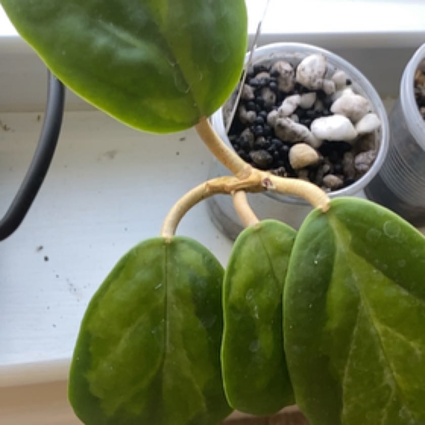 Photo of the plant species Hoya Moonshadow by @PlantznBirdz named Moonshadow on Greg, the plant care app