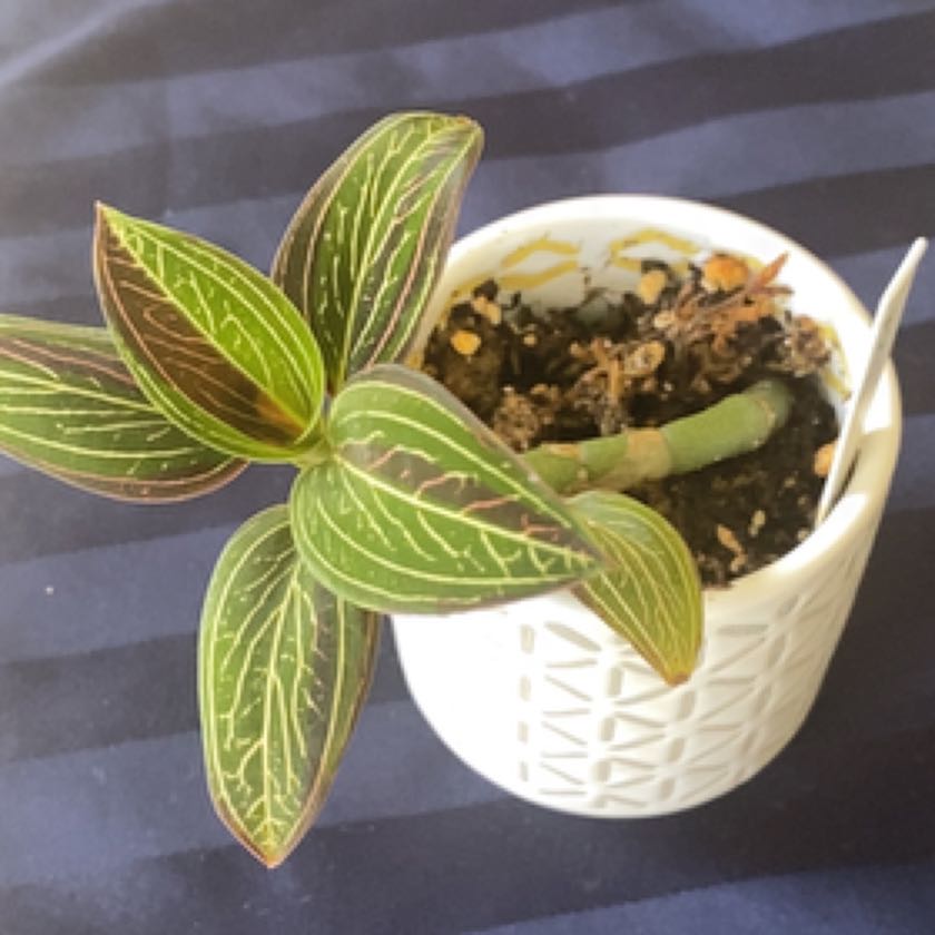 Photo of the plant species Black Velvet Jewel Orchid by @PlantznBirdz named Willow on Greg, the plant care app