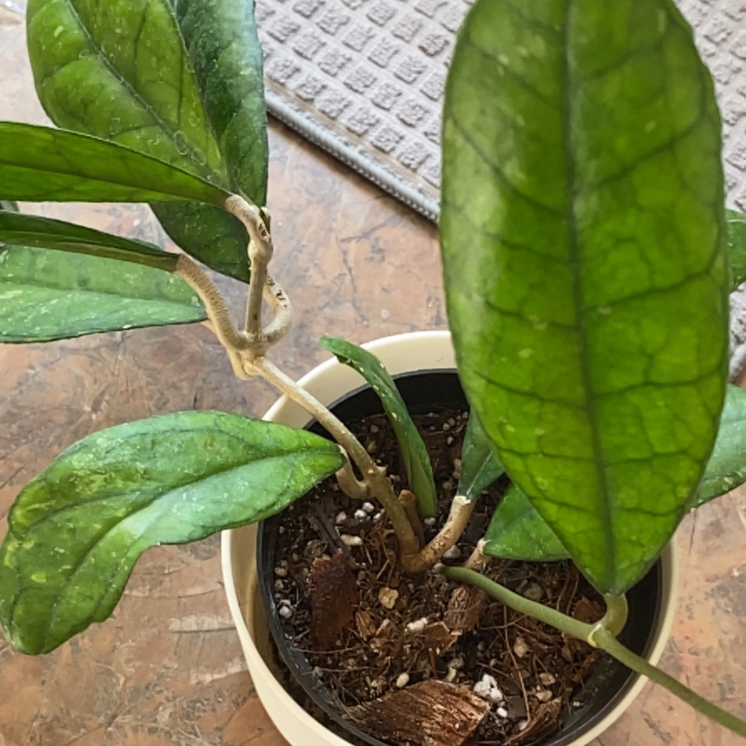 Potted Hoya finlaysonii plant with large green leaves and visible soil.