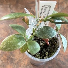 Photo of the plant species Hoya ETS-10 by @PlantznBirdz named ETS-10 on Greg, the plant care app