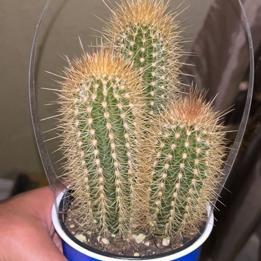 Plant care for Penis Cactus on Greg, the plant care app