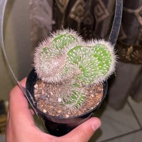 Photo of the plant species Stenocereus hollianus cristata by @Chavo_914 named Alberto on Greg, the plant care app