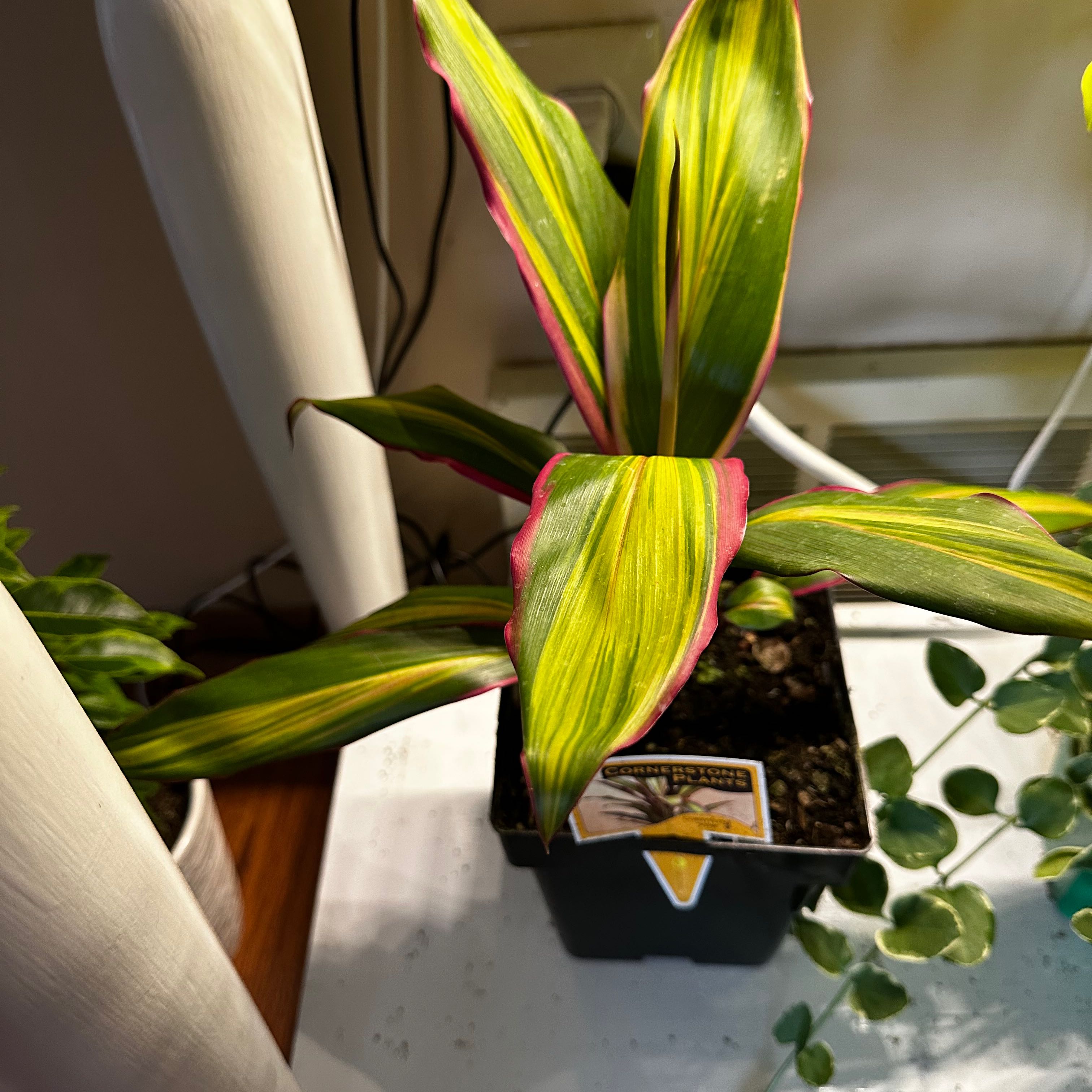 Photo of the plant species Drácena Kiwi by @ProperMingthing named Nemo on Greg, the plant care app