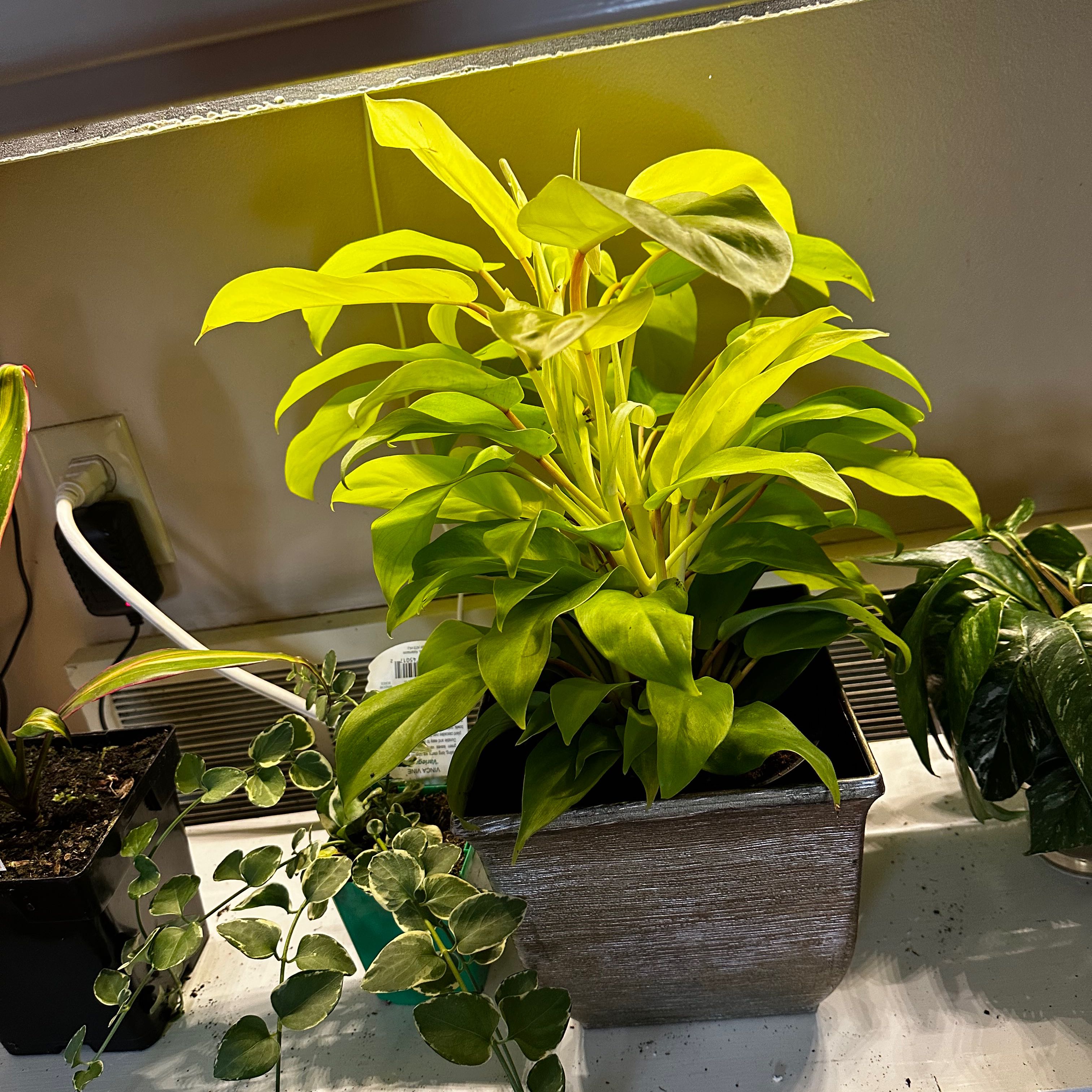 Philodendron 'Malay Gold' plant in a pot, surrounded by other plants.